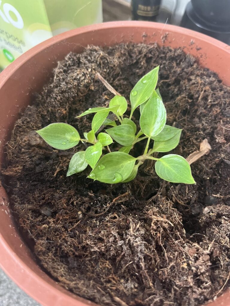 Billietiae or weed? Billietiae or weed?