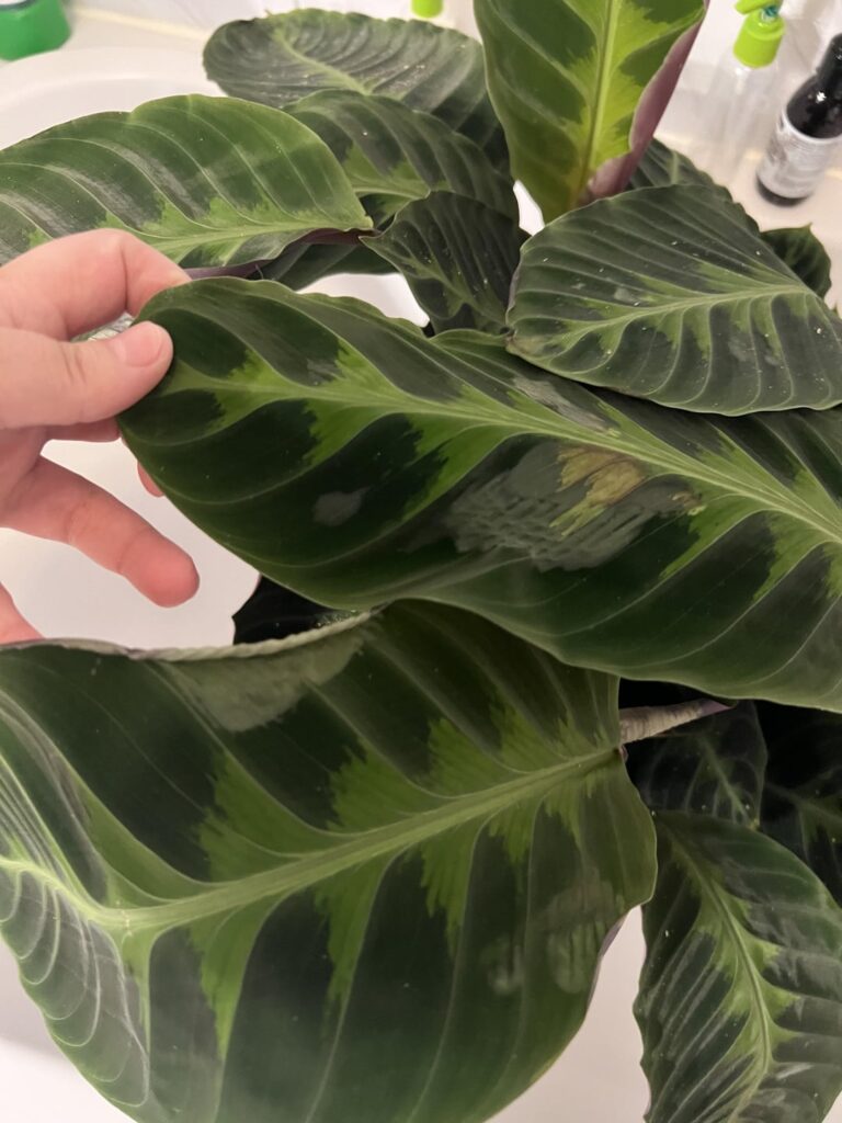 Should I do anything with these leaves?