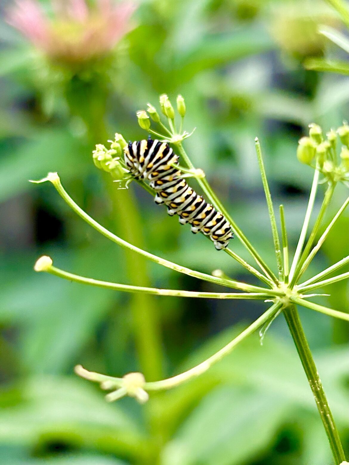 Parsley is on tonight’s dinner menu for this Black Swallowtail caterpillar
