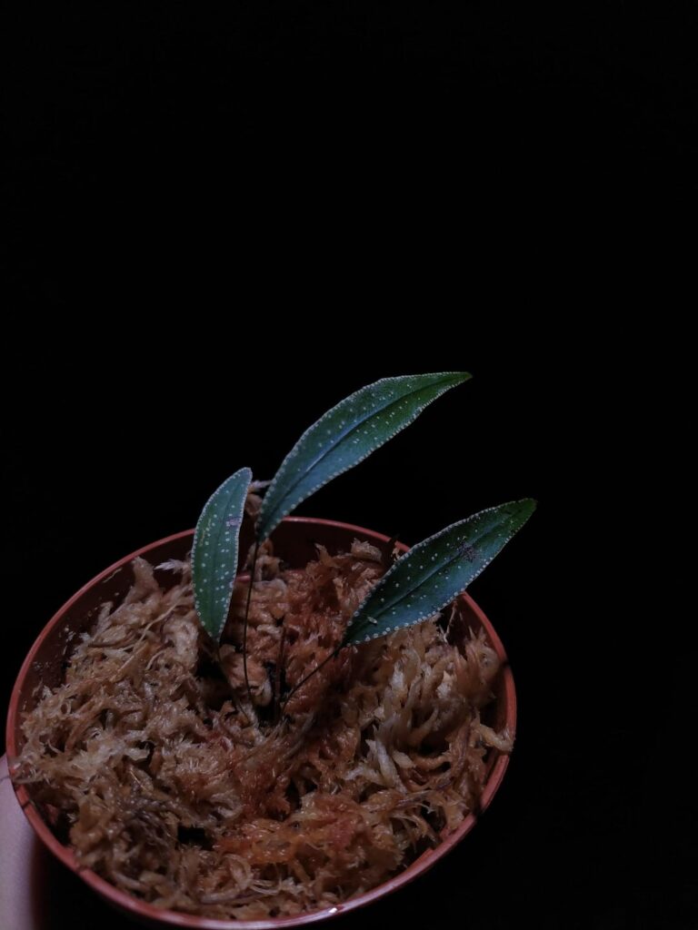 Iridescent plant haul