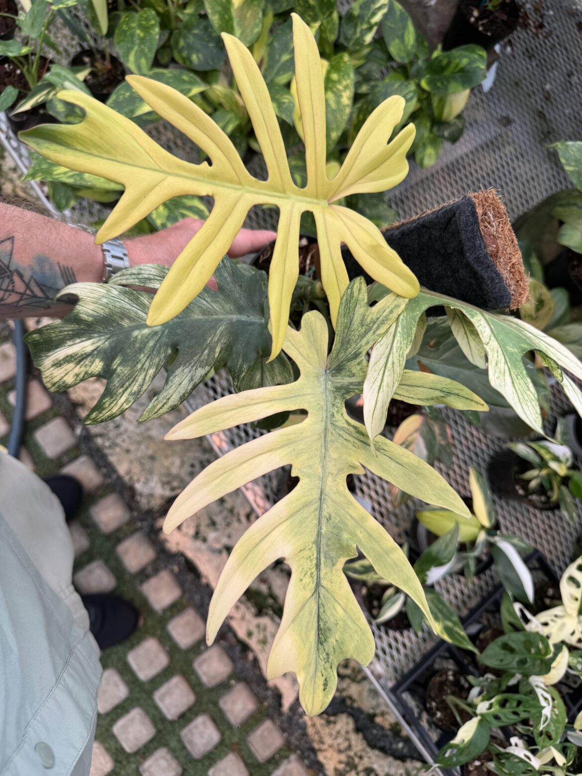 Hard to beat a nice minty variegation I
