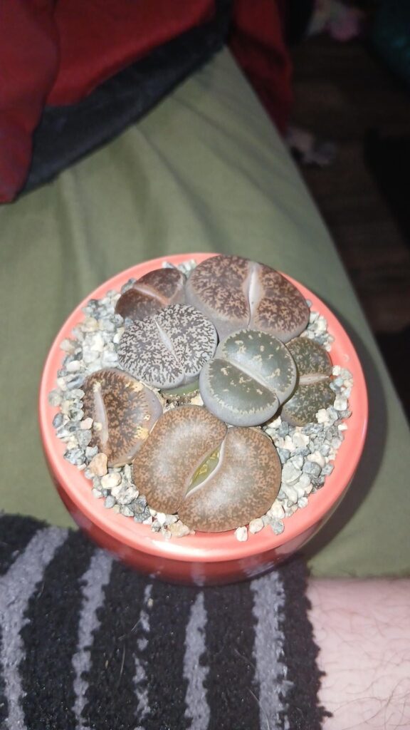 Bought lithops and the rocks are glued down??