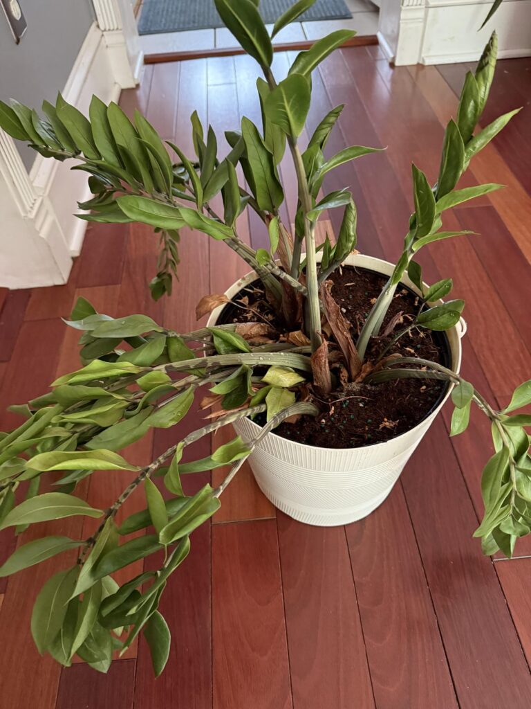 So I bought my wife a ZZ plant for her office specifically because she has a brown thumb and after a year she came home with this — is it salvageable?