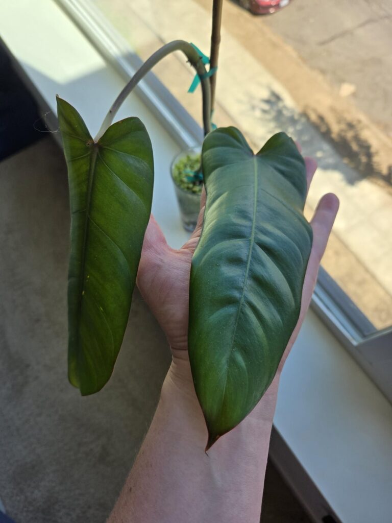 Philodendron ID Help?