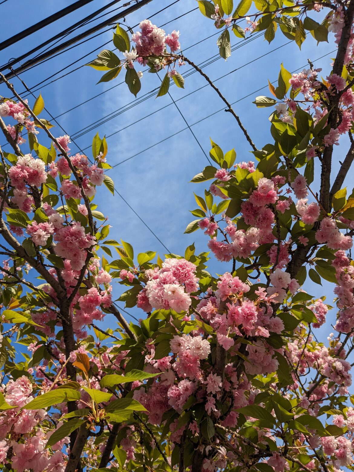 Sekiyama Cherry [OC]