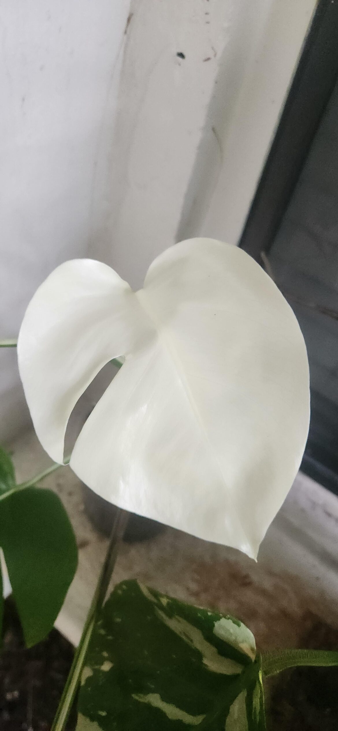 Pure White Albo Monstera Leaf Pure White Albo Monstera Leaf