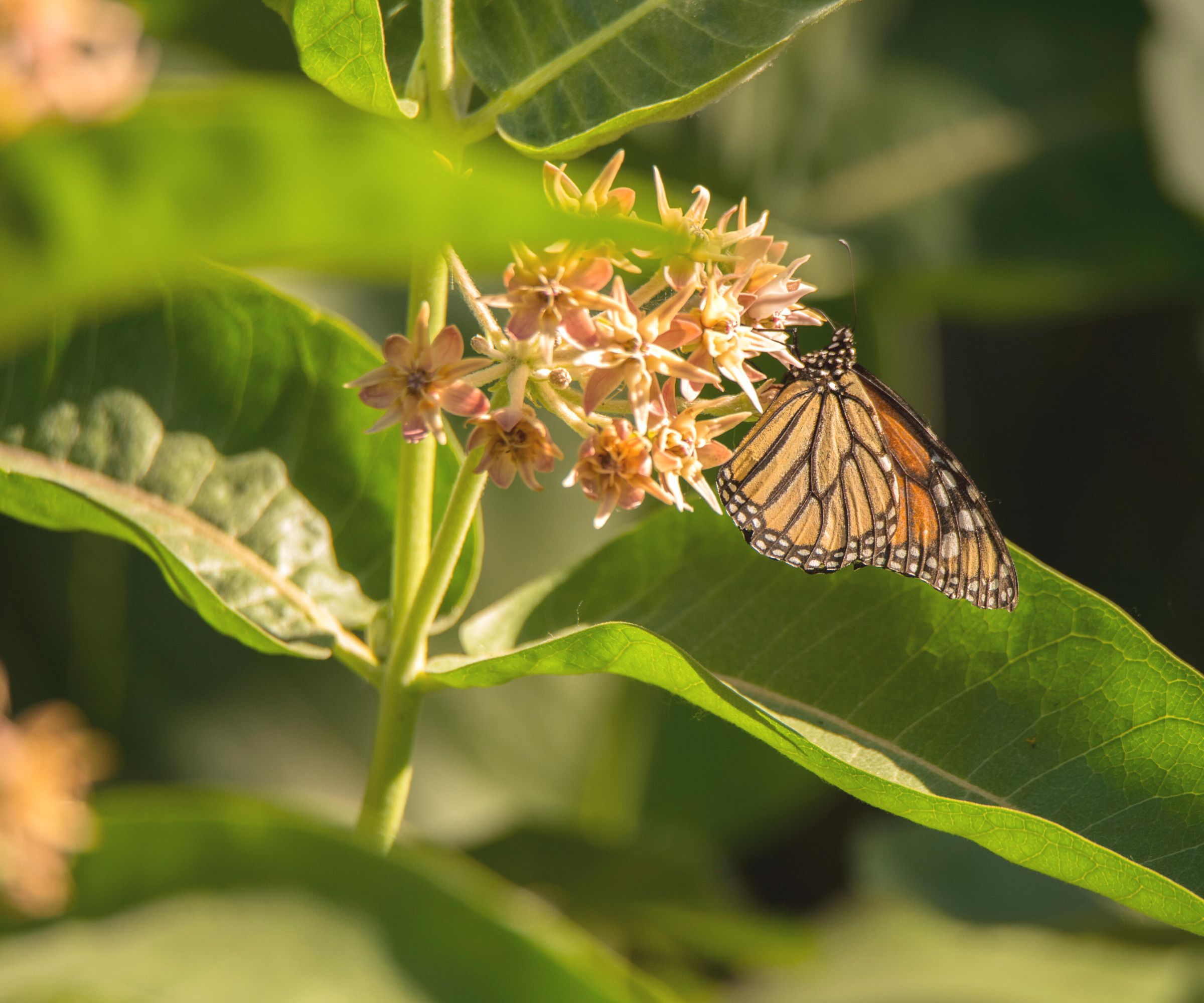 Image showing an orange milkweed flower that has bloomed