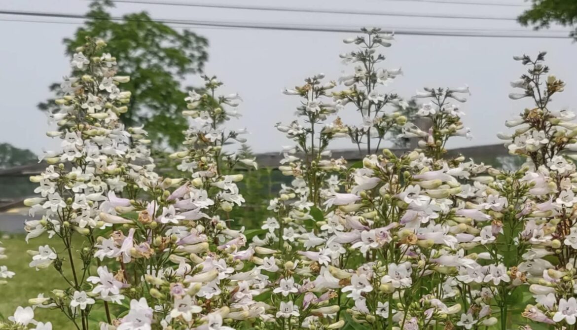 "Great mix of species there."