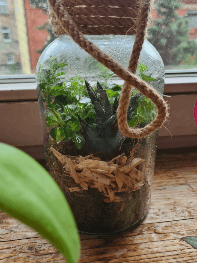How do I keep this terrarium alive?