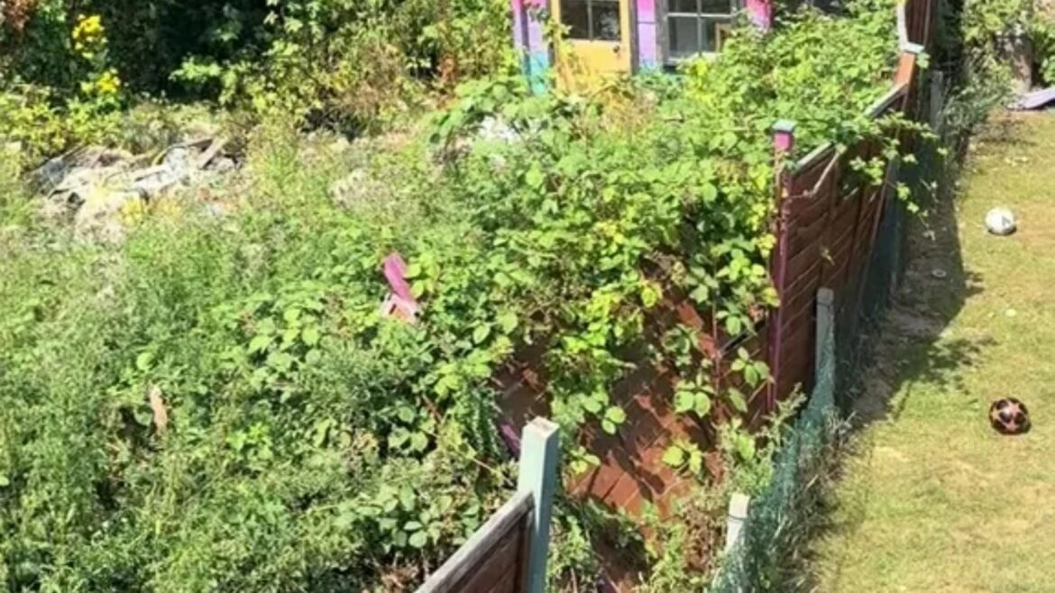 My neighbour’s garden is so overgrown my fence has collapsed – her laziness has already cost me £150 My neighbour’s garden is so overgrown my fence has collapsed - her laziness has already cost me £150