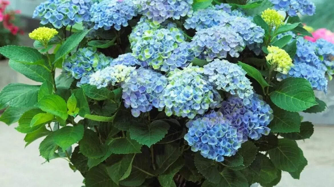 Major garden retailer slashes cost of gorgeous blue hydrangeas that ‘bloom 30 flowers in first season’ from £40 to £20 Major garden retailer slashes cost of gorgeous blue hydrangeas that ‘bloom 30 flowers in first season’ from £40 to £20