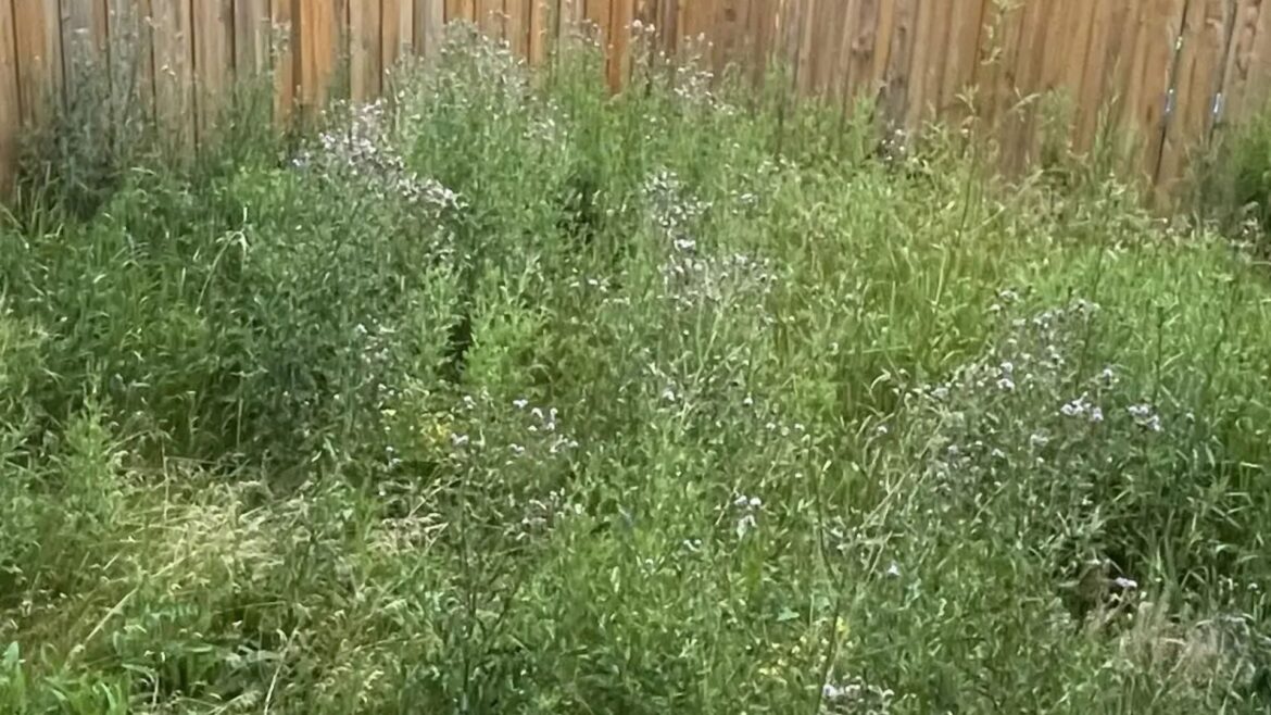 My neighbour refuses to sort out their hideous garden – now I’ve got rats, bugs and weeds invading through their fence My neighbour refuses to sort out their hideous garden - now I've got rats, bugs and weeds invading through their fence
