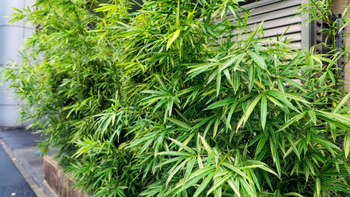 Bamboo was taking over my garden & had me fearing for my house - until a cheap buy from The Range got rid of it for good