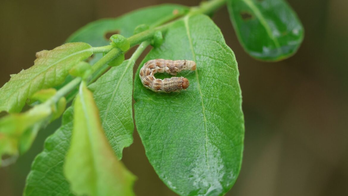 A 40p bathroom staple will get rid of ‘invasive’ caterpillars destroying your garden this summer A 40p bathroom staple will get rid of 'invasive' caterpillars destroying your garden this summer