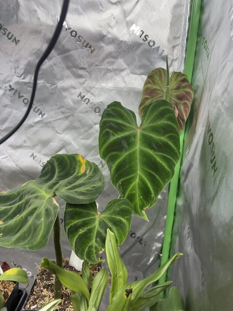 Hairy philodendron appreciation! (serpens and verrucosum)