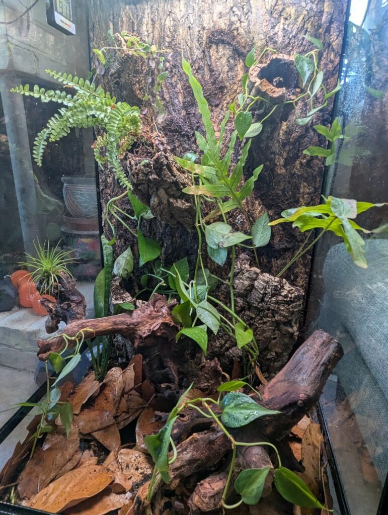 Just set up first Vivarium for created gecko Just set up first Vivarium for created gecko