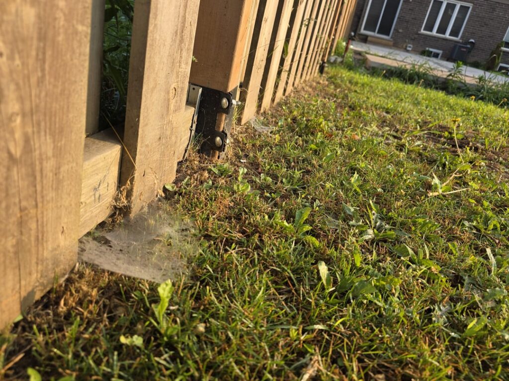 Spiders are taking over