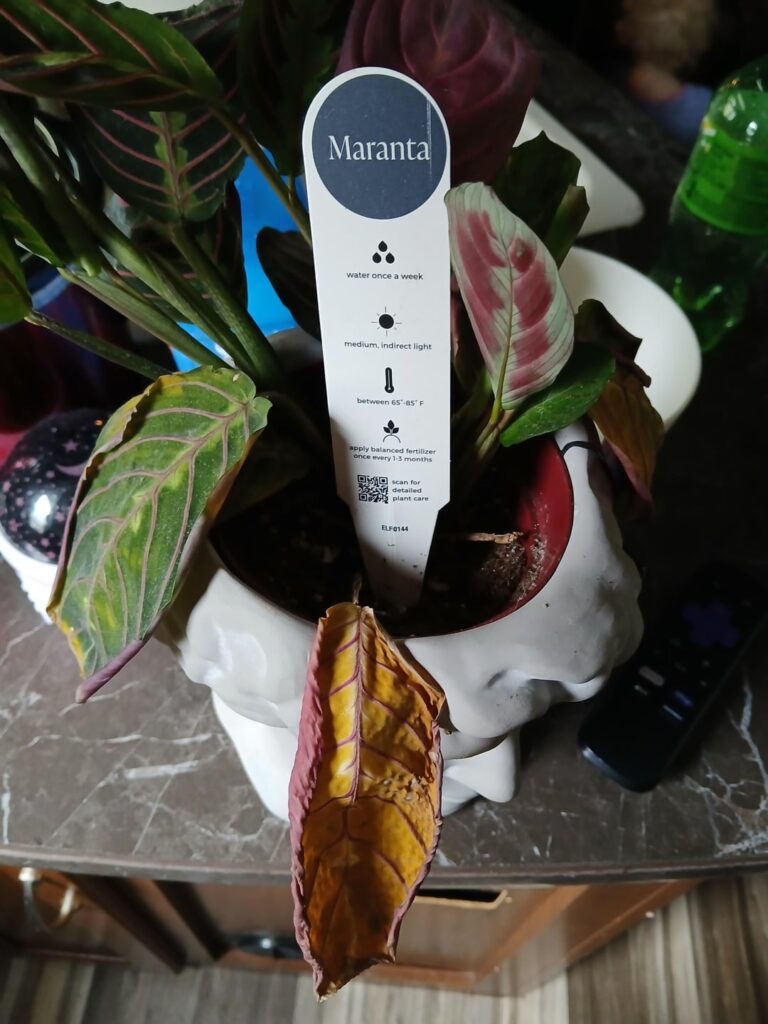 My prayer flower needs help