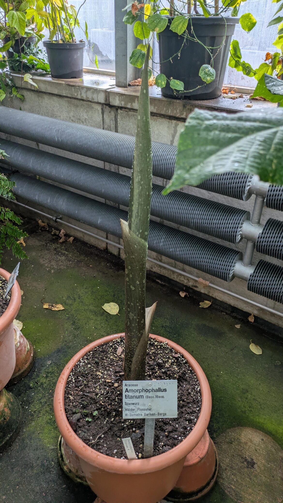 Is this titan arum I've spotted in a botanical garden currently forming it's flower ? (they produce the world's largest flower)