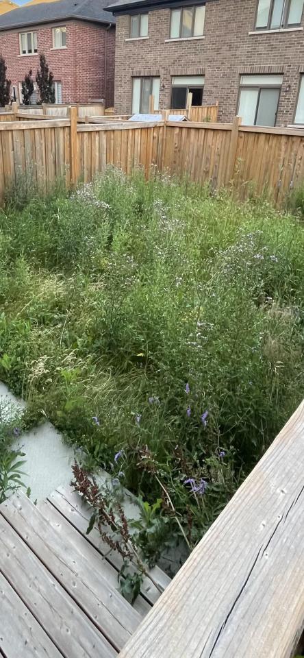 Overgrown backyard with weeds.