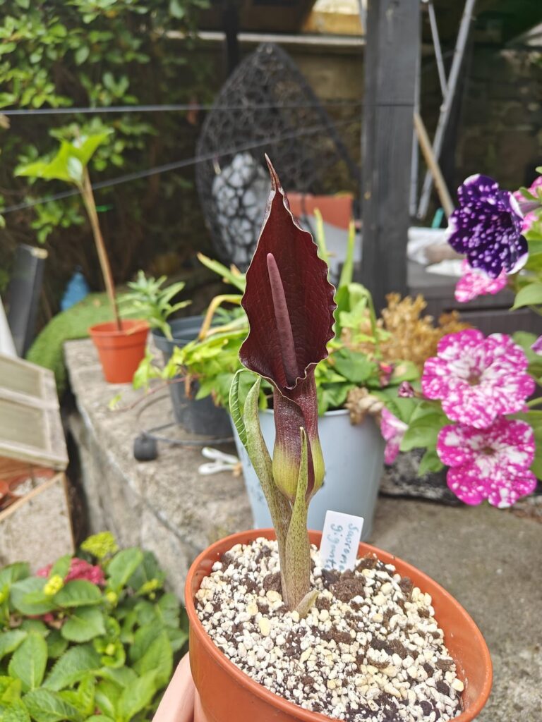 Sauromatum giganteum