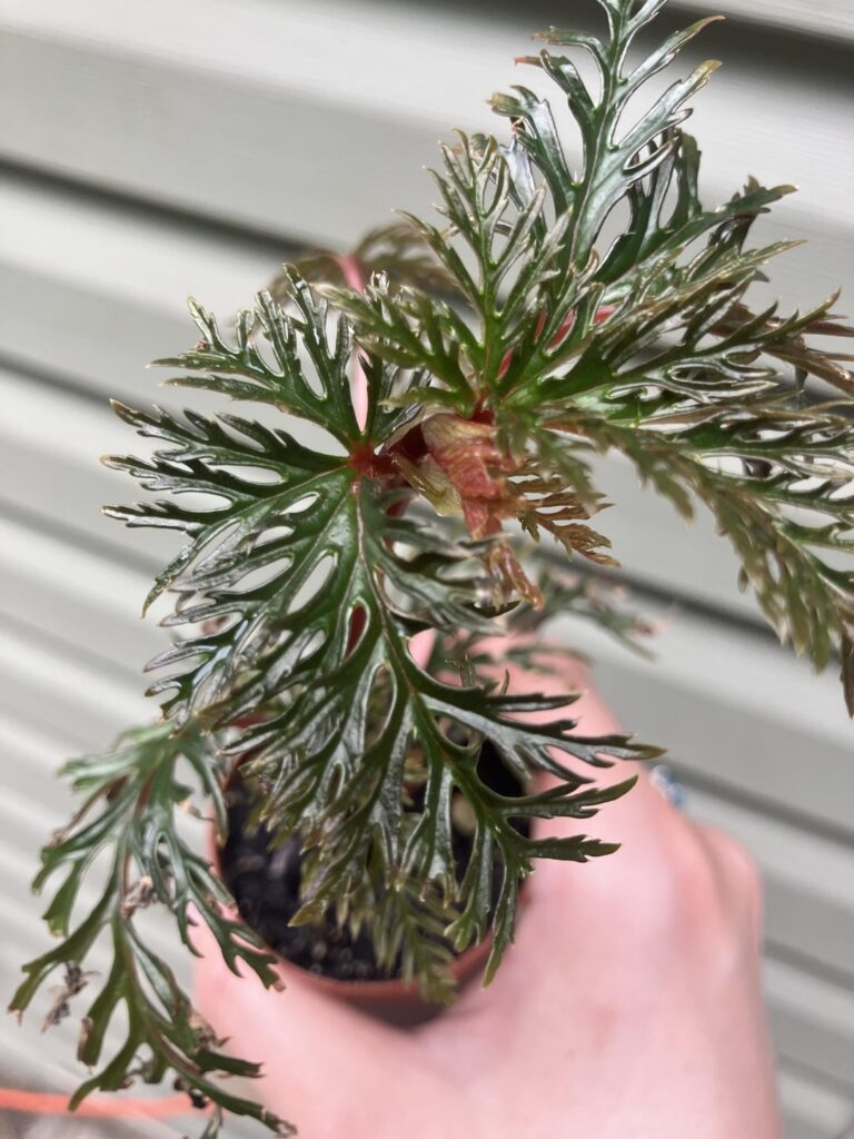 My first post here! Anyone else growing a B. Bipinnatifida?