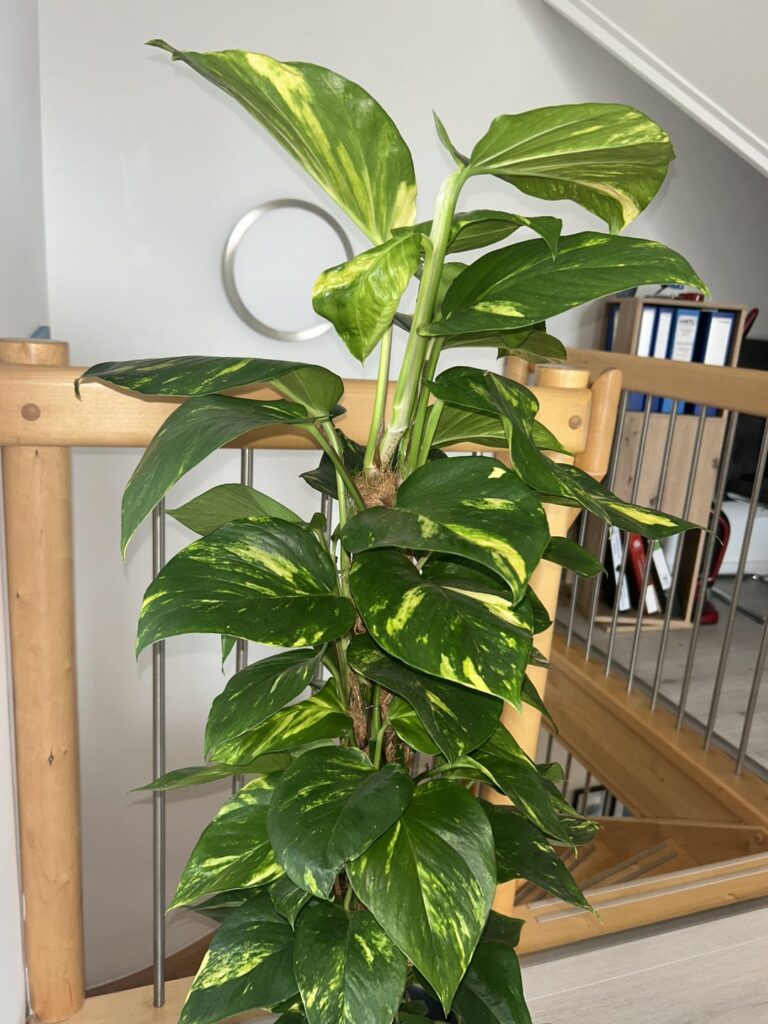 Couldn’t resist picking up those two. Any hints? Should I water the poles?