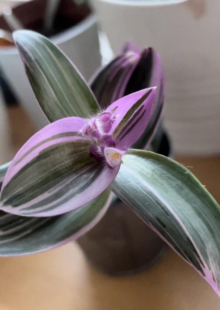 I have no idea what is it, but it’s flowered :3