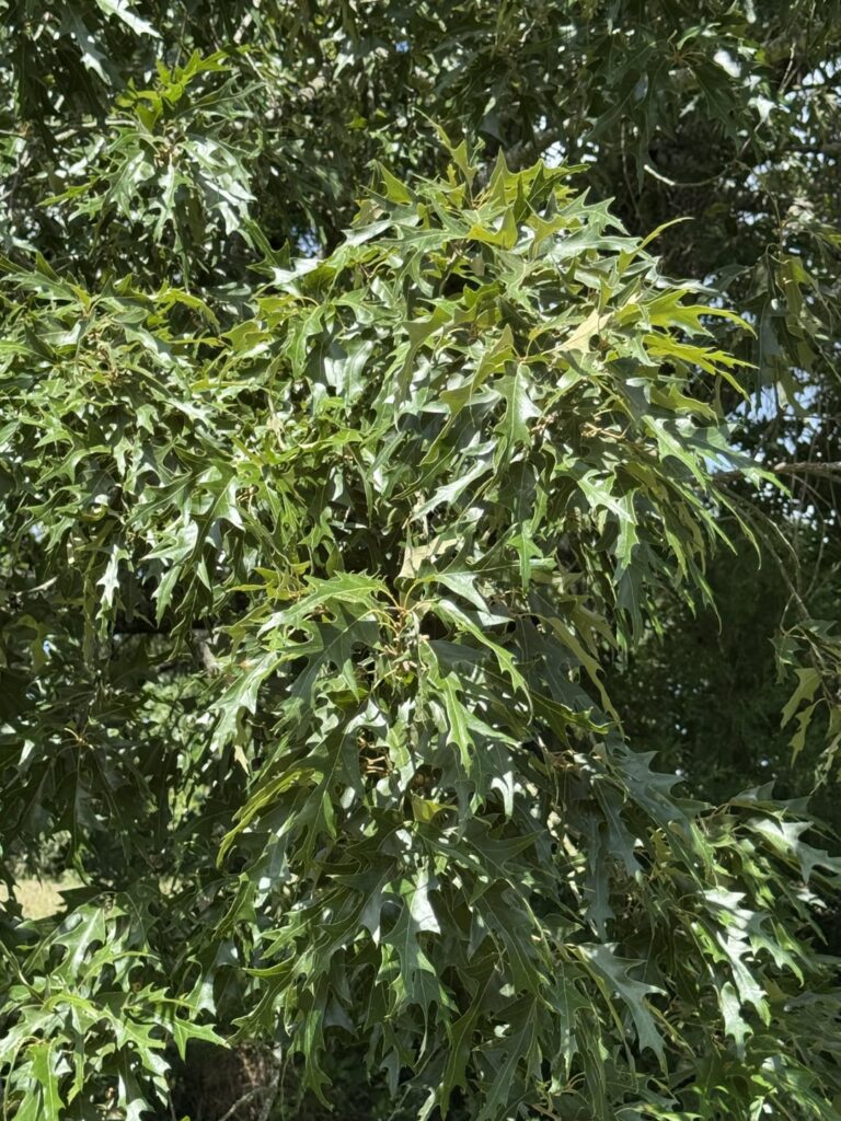 Tree ID please