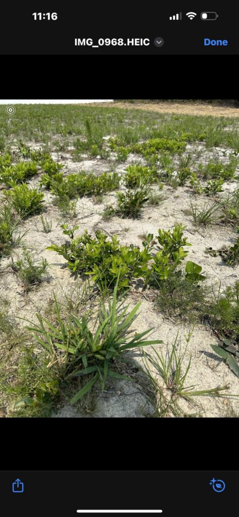 I know it’s not that impressive… but I’m very proud of this. Sandhills, NC.