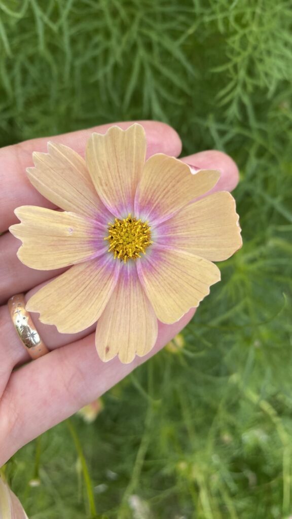 COSMOS! I bloomin’ love them.