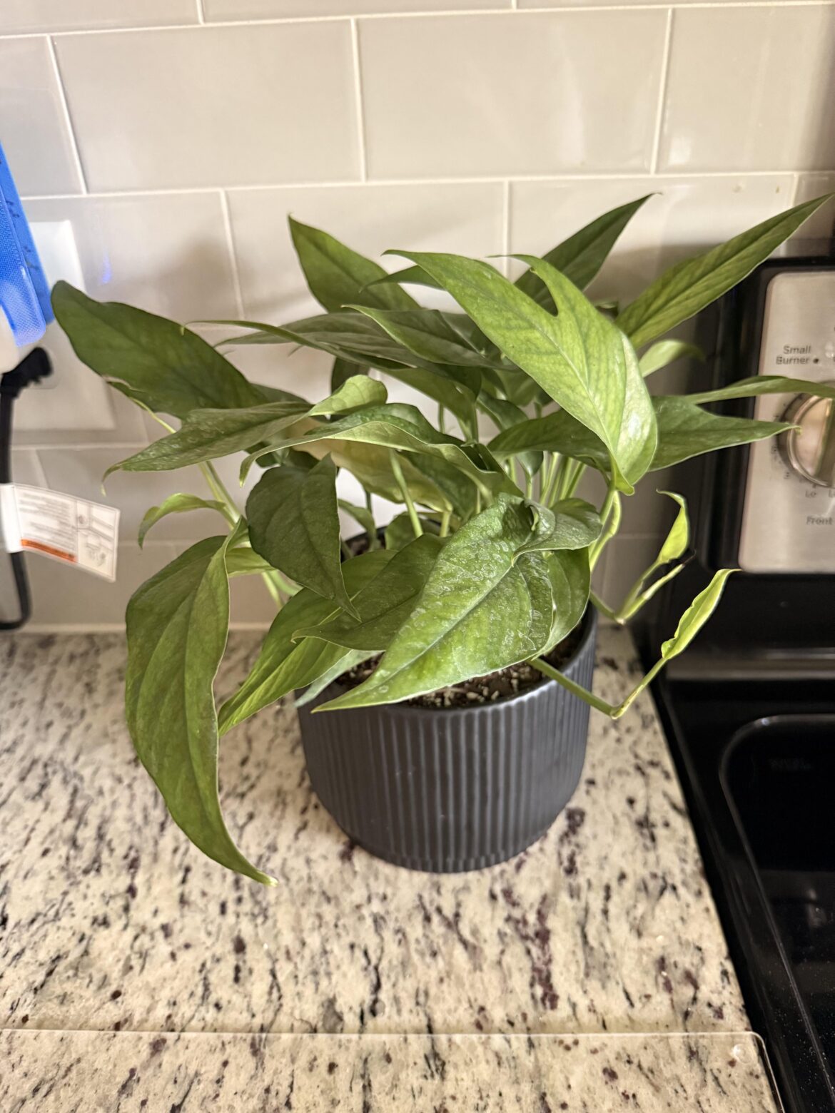 What is this?