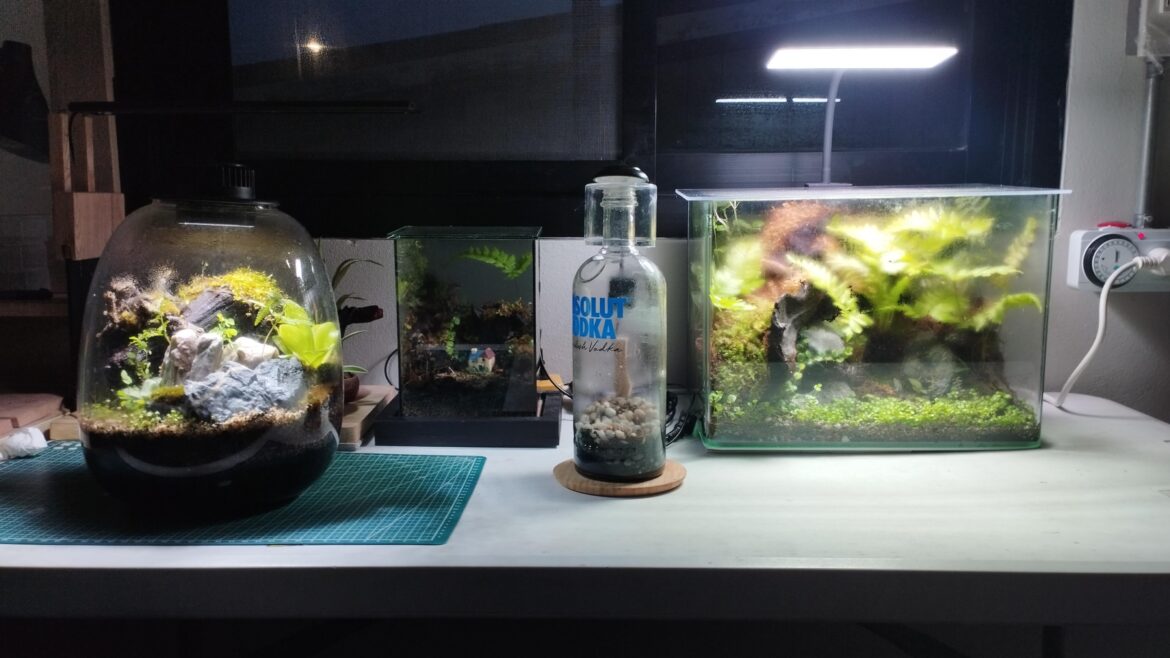 My Collection Terrarium