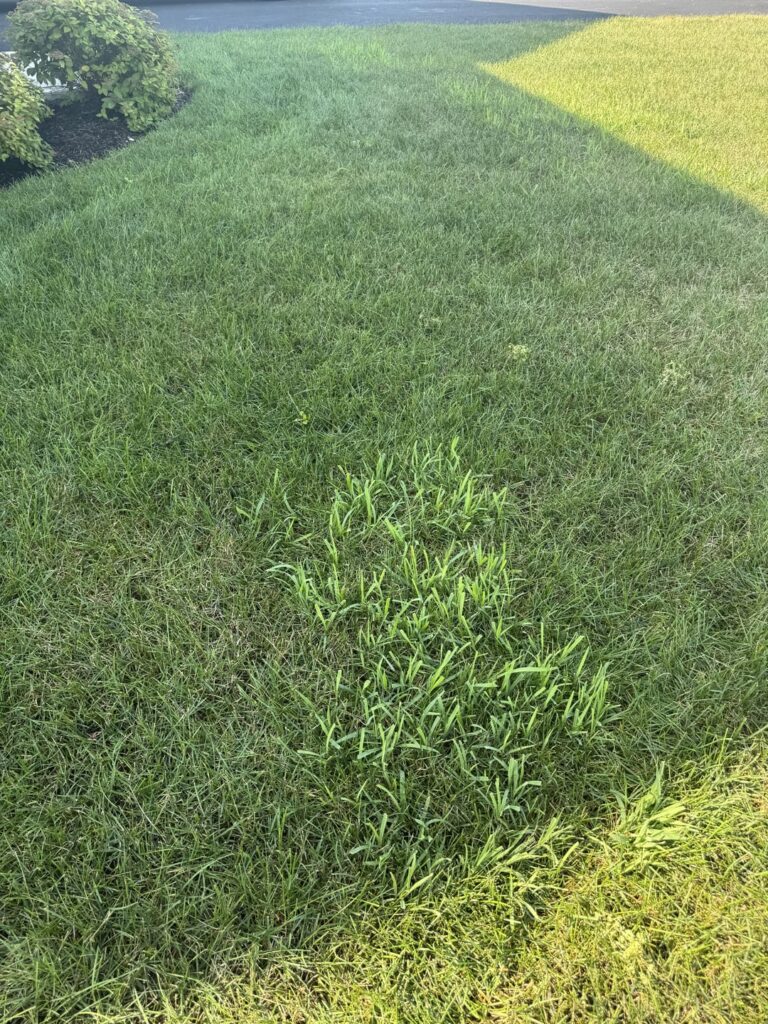 What is it? And how do I get rid of it?