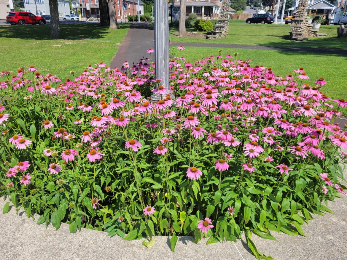 The bees were thankful to whoever planned this out