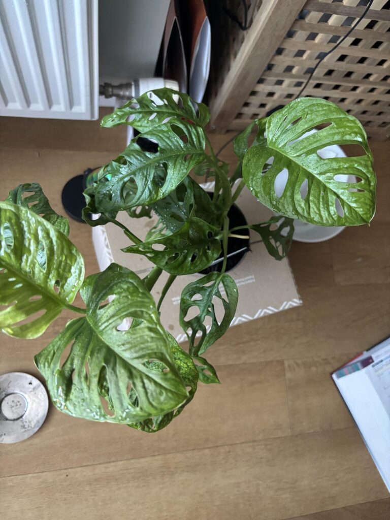 Monstera adansonii leaves wrinkling within hours of purchase