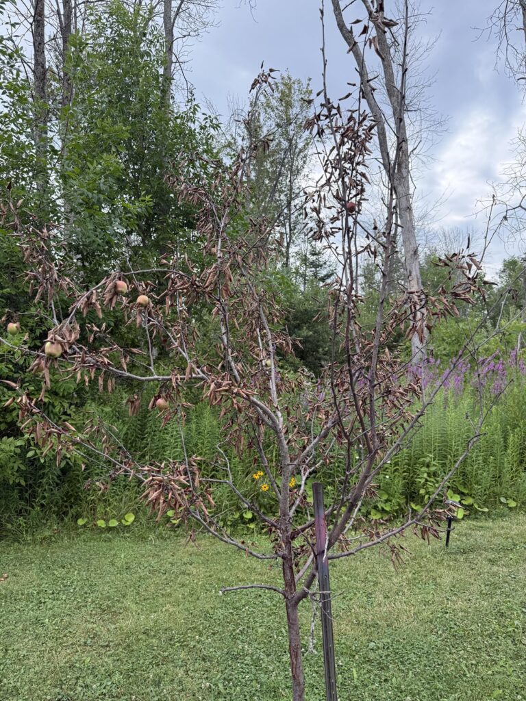 My 3 fruit trees suddenly died. No idea why. They had leaves and fruits and just suddenly died.