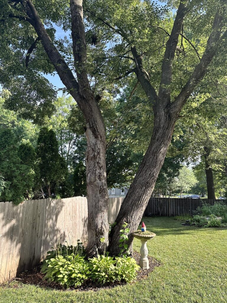 Linden Tree advice needed Linden Tree advice needed