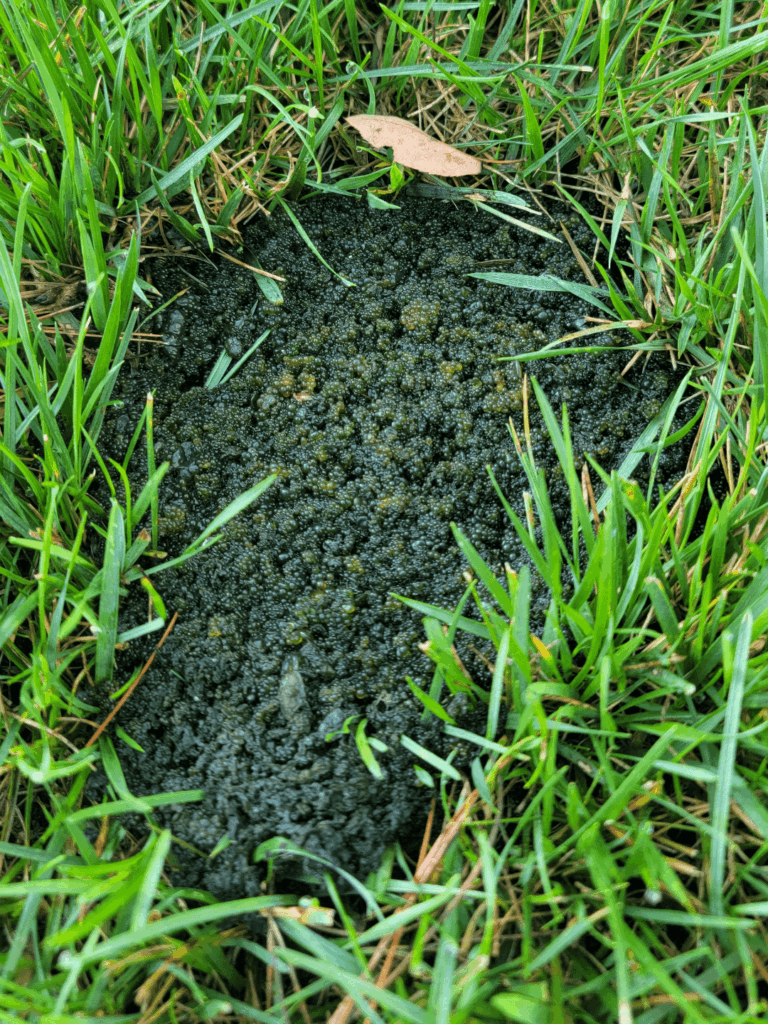 What is this in my lawn?