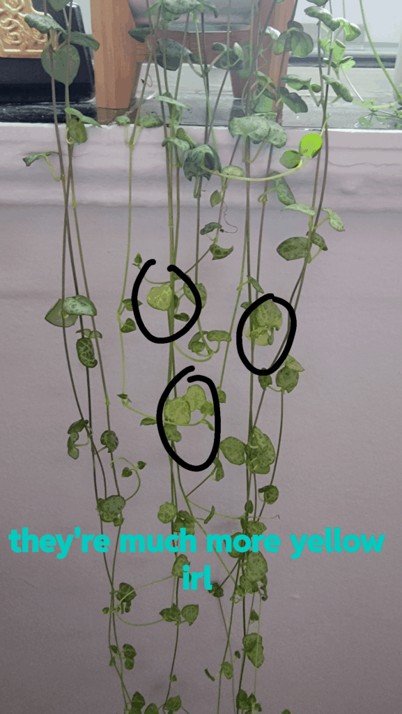 Random yellowing