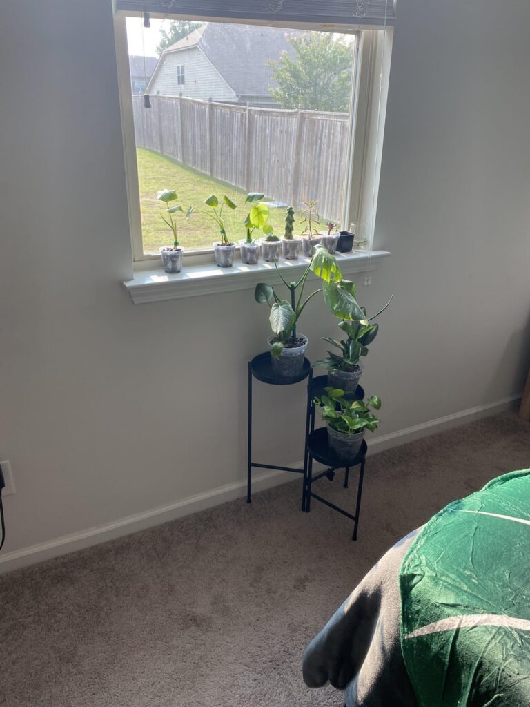 My plant wall! (Before and after)