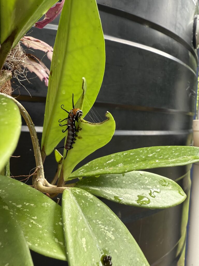 Pros and cons of growing hoyas outside…