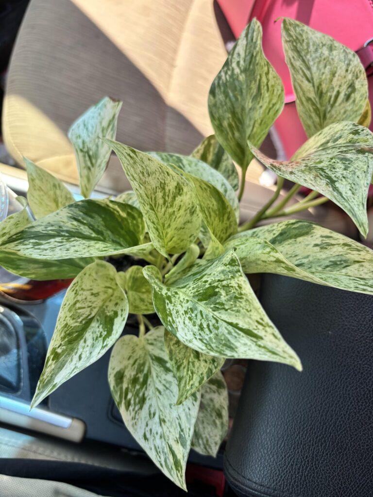 Found this beauty at the pet store today! 😍