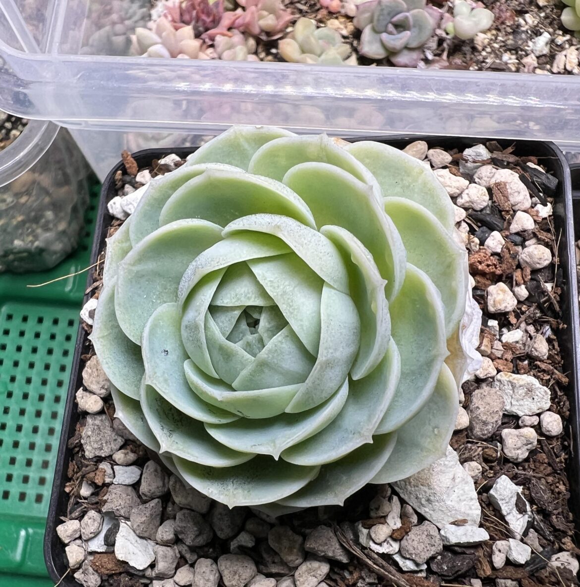 Echeveria uhlii