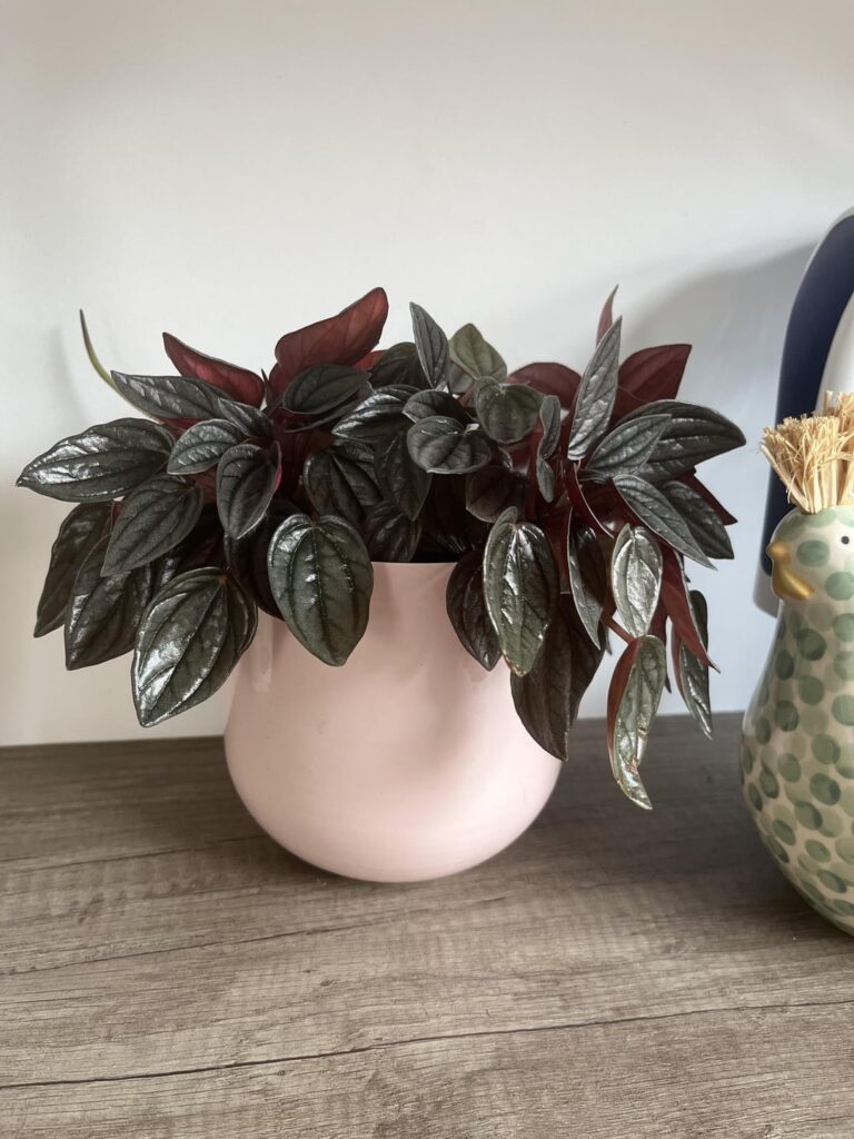 Wanted to show off my absolute favorite plant