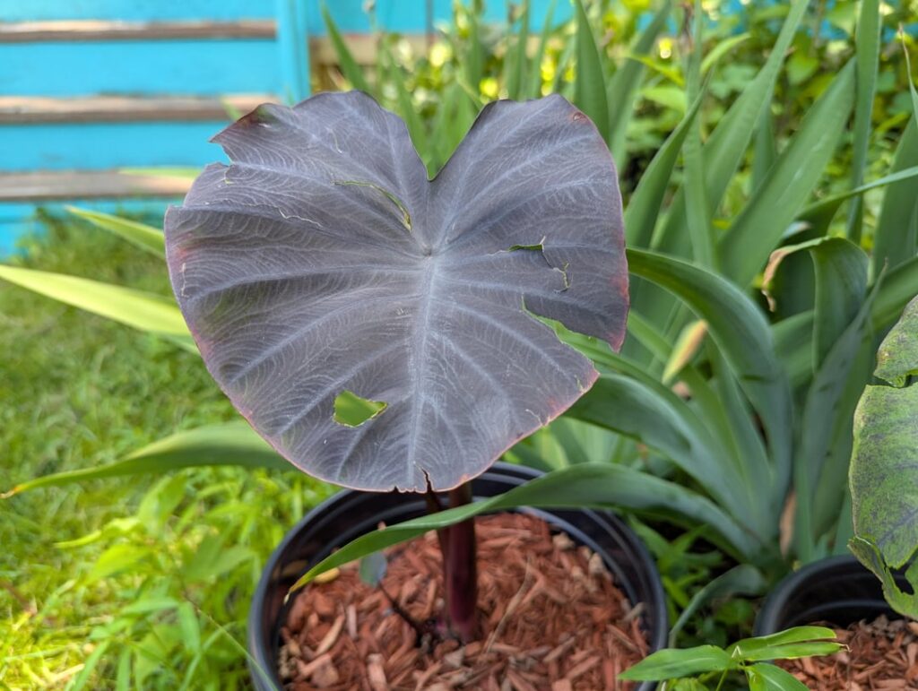 So how do I figure out what kind of elephants ear I bought?