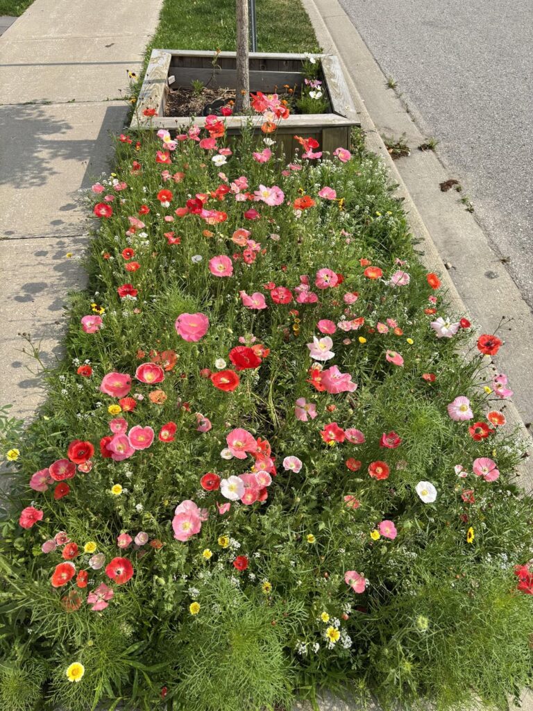 Beginning with small patch of lawn