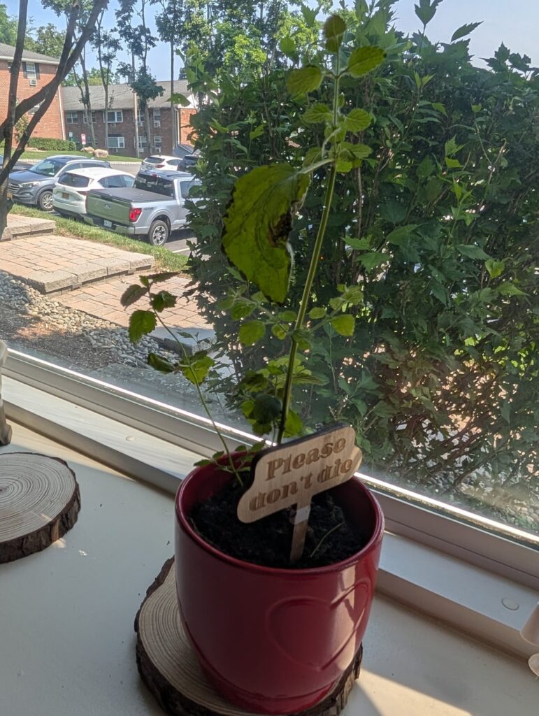 Please help my keep this plant alive so my husband keeps buying me flowers. Please help my keep this plant alive so my husband keeps buying me flowers.