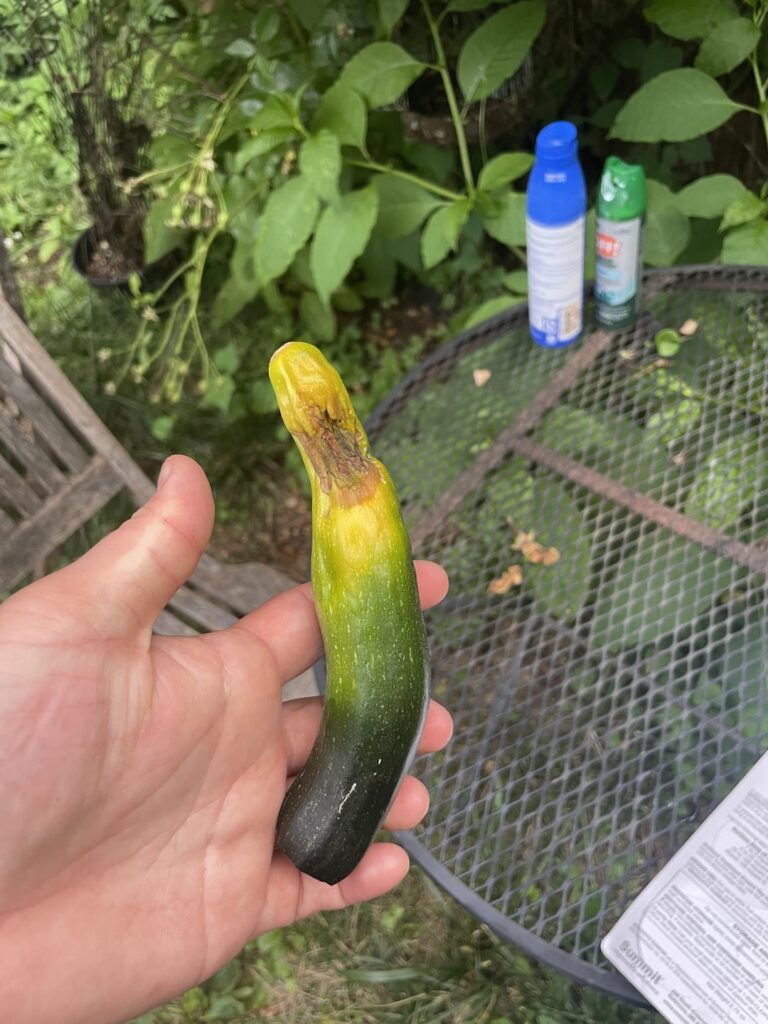 Veggies not fully developing? Veggies not fully developing?