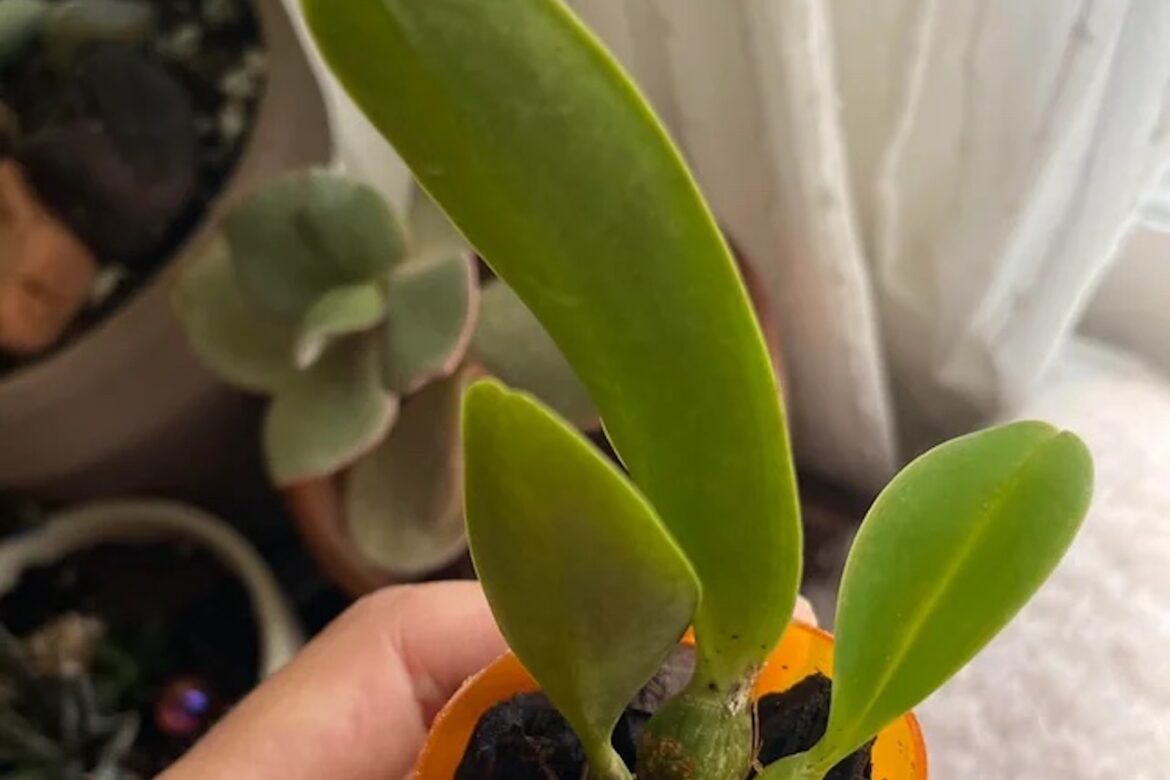 Gardener shares clever hack using empty pill bottles: ‘Looking good’ "I think you nailed it with this one."